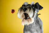 Best Treats for Miniature Schnauzers With Food Allergies — Navigating the Allergy-and-Fat Double Constraint