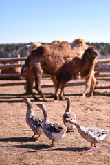 Camel vs Goat vs Goose — Choosing the Right Novel Protein for Your Dog's Food Allergies