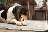 Discover the Best Odor Free Monster Bully Sticks for Happy Chewers