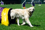 Bully Sticks for Working and Sporting Dogs — Decompression, the Off-Switch, and Recovery-Day Enrichment for High-Drive Dogs