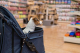 Best Chews for Dogs with a Beef AND Chicken Allergy: When the Whole Treat Wall Is Off-Limits