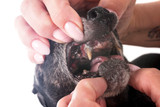 Can My Dog Have a Bully Stick If He Has No Teeth? Here’s What to Know