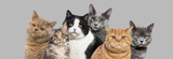 Can Cats Have Bully Sticks? Understanding Safe Treat Options for Cats