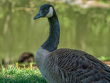 Goose Necks for Joint Support — Natural Glucosamine and Chondroitin in a Whole-Food Chew