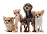 Best Bully Sticks for Small Breeds and Chihuahuas: Sizing, Calories, and the Dental Case