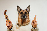 How Do I Know If My Dog Is Getting Too Many Bully Sticks?