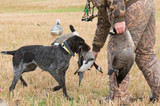 Goose for Hunting and Gun Dogs — The Bird Your Dog Retrieves, Now the Treat That Rewards Him