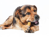 The Best Natural Monster Bully Sticks for Your Dog's Chewing Needs