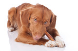 Collagen Chews for Dogs: The Superfood for Your Furry Friends