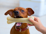 Safe Bully Sticks for Aggressive Chewers - Bully Sticks Direct Guide