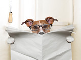 Do Bully Sticks Cause Diarrhea? Understanding the Risks and Benefits