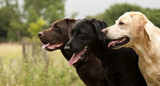  Best Bully Sticks for Labrador Retrievers — Sizing, Chew Time, and the Lab-Specific Factors That Matter