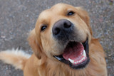 Best Bully Sticks for Golden Retrievers: Sizing, Joint Support, and the Soft-Mouth Paradox