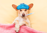 Bully Sticks for Dogs Recovering From Surgery [2026] — The Complete Guide to Safe Enrichment During Recovery, Cone Life, and Exercise Restriction