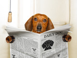 Do Bully Sticks Cause Constipation in Dogs? Causes, Prevention, and When to Worry