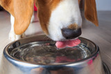 Do Bully Sticks Make Dogs Thirsty? Understanding Hydration Needs