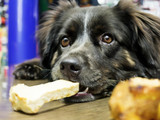 Top Chewy Treats for Dogs: Best Choices for Your Furry Friend