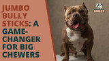 Jumbo Bully Sticks: A Game-Changer for Big Chewers