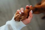 How to Tend to Dog Wounds at Home? - Bully Sticks Direct