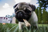 Unleashing the Power of Diet on Your Dog's Mind - Bully Sticks Direct