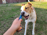 15 Ways to Stop Your Dog’s Chewing Habits