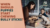 Paws and Reflect: When Should Puppies Start Chewing Bully Sticks? - Bully Sticks Direct