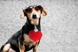 Celebrate Valentine's Day With Your Dog by Providing Healthy Dog Treats