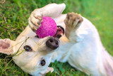 Should You Purchase Bully Sticks for Dogs? - Bully Sticks Direct