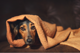 Tips For Reducing Your Dog's Anxiety