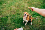 Tips for Using Positive Reinforcement to Reward Your Dog - Bully Sticks Direct