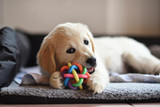 Tips to Ensure You Choose Safe Chew Toys for Your Dog