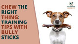 Chew the Right Thing: Training Tips with Bully Sticks - Bully Sticks Direct