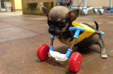 This two-legged chihuahua with toy wheels may be the most adorable dog ever!