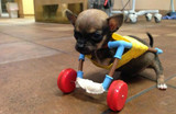This two-legged chihuahua with toy wheels may be the most adorable dog ever!  - Bully Sticks Direct