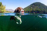 Eight Water Safety Tips for Dogs | Let Your Dog Swim This Summer!