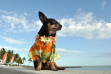Your Dog And Hawaiian Shirt Day