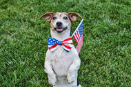 How to Keep Your Dog Calm During 4th of July Fireworks