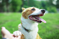 Five Benefits of Collagen in Your Dog Treats | Bully Sticks Direct Has It All!