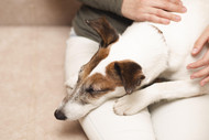 Cancer in Dogs: Knowledge is Power in Protecting Your Furry Friend