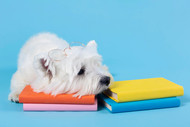 Back to School Blues: Natural Ways to Ease Your Dog's Separation Anxiety