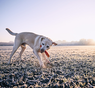 Dog days of Summer - Help your dog beat the heat!