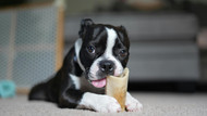 7 Signs Your Dog Needs a Better Chew