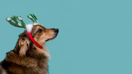 Toys, Treats, & Tech: A Gift Guide for Pet Parents