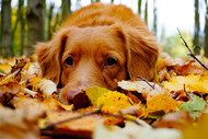 Six Fall Activities to Do With Your Dog | Bully Sticks Can Keep Their Tails Wagging!