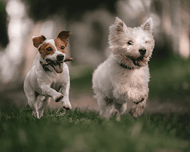 How Collagen Sticks for Dogs Can Help with Joint Health and Mobility 