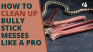 How to Clean Up Bully Stick Messes Like a Pro