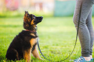 How Training Your Dog Can Make Life Better