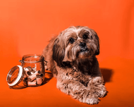 Homemade vs Store-Bought Dog Bully Sticks