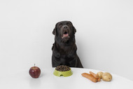 Table Scraps Can be Deadly:  Human Foods to Avoid Feeding Your Furry Friend