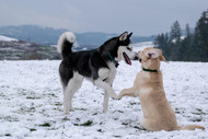 Dog Breeds That Thrive During the Winter Months